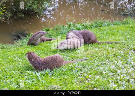 Lontra famiglia sulla banca di erba Foto Stock