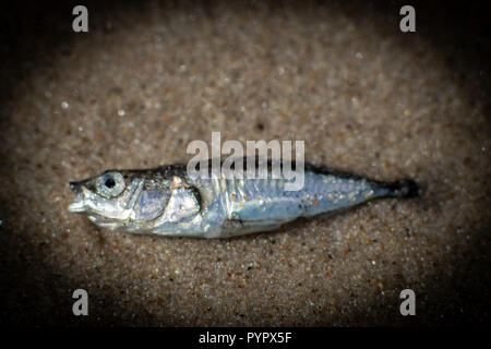 Macro close up di un pesce morto si è incagliata su una spiaggia Foto Stock