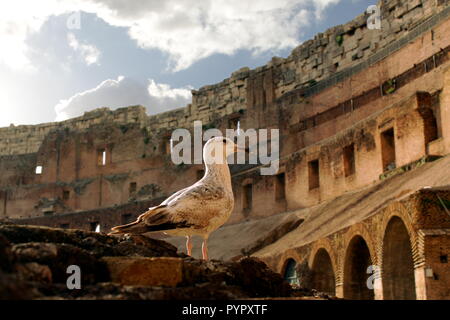 Un gabbiano in un vecchio rudere, Roma, Italia Foto Stock