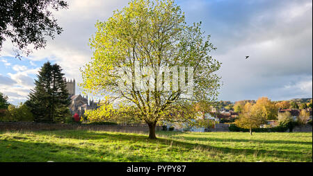 In autunno la luce del tramonto su un albero e un paddock in pozzetti, Somerset, Regno Unito Foto Stock