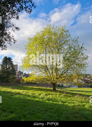 Una vista verticale di autunno la luce del tramonto su un albero e un paddock in pozzetti, Somerset, Regno Unito Foto Stock