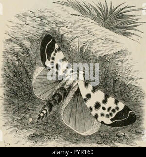 'Insetti all'estero : essendo un account popolare di stranieri di insetti, la loro struttura, delle abitudini e delle trasformazioni" (1883) Foto Stock