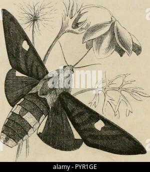 'Insetti all'estero : essendo un account popolare di stranieri di insetti, la loro struttura, delle abitudini e delle trasformazioni" (1883) Foto Stock