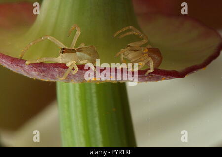 Spider coppia Foto Stock