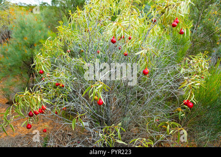 Deserto impianto Quandong Foto Stock