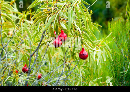 Deserto impianto Quandong Foto Stock