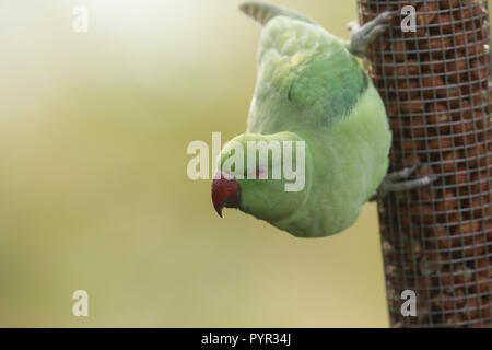 Un grazioso anello-cervice o rosa-inanellati parrocchetto alimentazione da un alimentatore di sementi. È IL REGNO UNITO più abbondanti naturalizzato parrot. Foto Stock