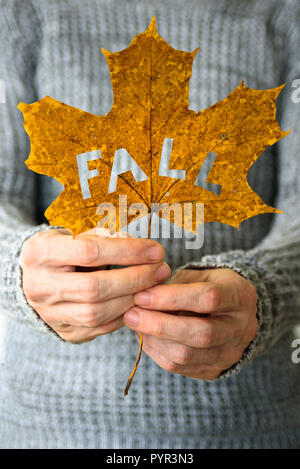 L'uomo mani Foglia di acero con tagliato fuori parola caduta. Maglione caldo sullo sfondo Foto Stock