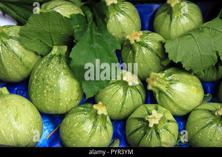 Estate Fresca squash in un fruttivendolo shop Foto Stock