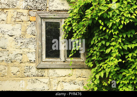 Vecchia finestra in legno incorniciata dal verde delle foglie di una pianta rampicante Foto Stock