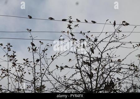 Bosco selvatico tordo uccelli resto su albero prima della migrazione a sud nella piovosa giornata d'autunno Foto Stock