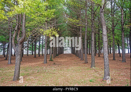 Pino Forrest nel Parco di Jacobson a Lexington Kentucky Foto Stock