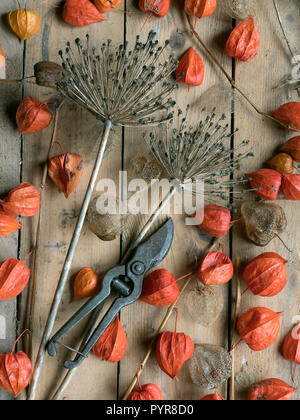 Le lanterne cinesi alliums teste di seme in giardino Potting Shed Foto Stock