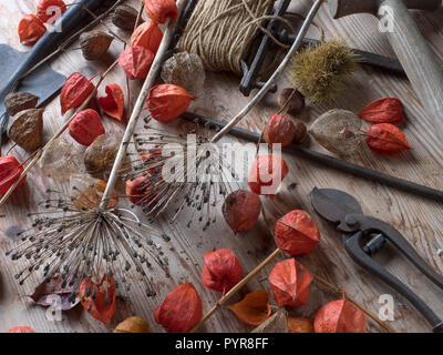 Le lanterne cinesi alliums teste di seme in giardino Potting Shed Foto Stock