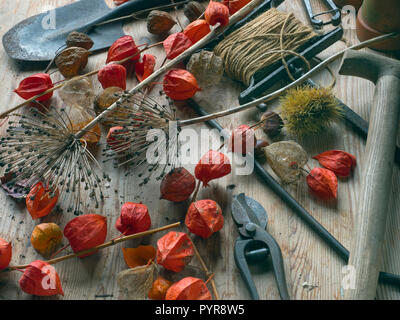 Le lanterne cinesi alliums teste di seme in giardino Potting Shed Foto Stock