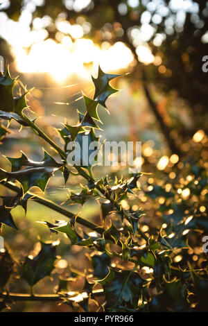 La luce del sole attraverso foglie di agrifoglio. Foto Stock