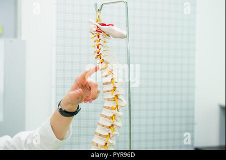 Primo piano sul medico donna puntando sul modello della colonna vertebrale Foto Stock