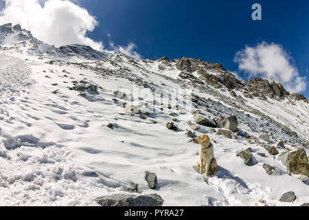 Cane bianco labrador retriever sulla cima di una montagna innevata appare in lontananza Foto Stock
