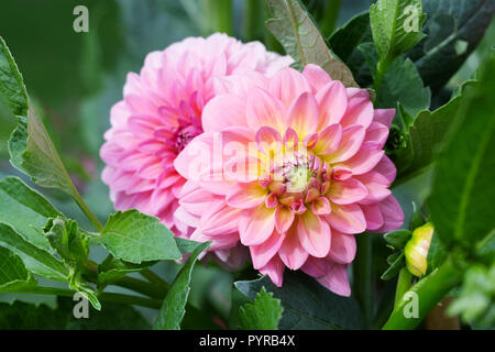 Dahlia 'Rosa Runner' Fiore. Foto Stock