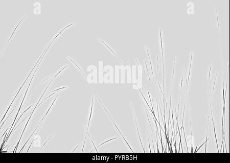 Un avanzato chiave di alta immagine in bianco e nero di erba selvatica per un artistico delicata immagine. Foto Stock