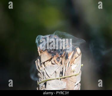 Sbavatura rituale utilizzando la masterizzazione spessa bundle frondoso di bianco salvia in Forest Preserve. Foto Stock