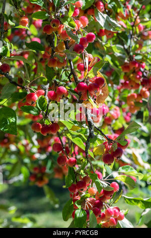 Close up Malus x Atrosanguinea 'splendida Crabapple' Foto Stock