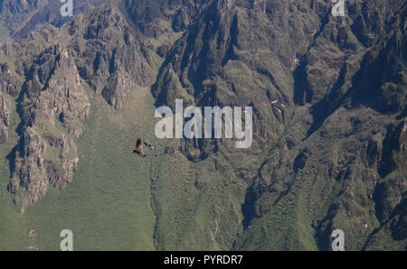 Condor sopra il Canyon del Colca a Condor Cross o Cruz del Condor viewpoint in Chivay, Perù Foto Stock