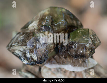 Lustri qualità gemma Smoky quarzo Elestial dal Brasile su una corteccia di albero nella foresta di preservare. Foto Stock