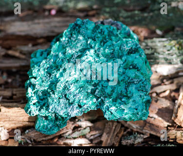 Verde scuro fibroso cluster malachite da Shaba Provincia dello Zaire. Su una corteccia di albero nella foresta di preservare. Foto Stock