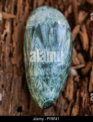 Verde Seraphinite lucidato esemplare dalla Siberia Orientale in Russia sulle materie fibrose di corteccia di albero nella foresta. Qualità gemma clinochlore del clorito in gruppo. Foto Stock