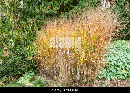 Interruttore erba, Panicum virgatum 'Haense Herms','autunno Foto Stock