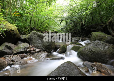 Flusso Waihi nella lussureggiante foresta pluviale tropicale, Oahu, Hawaii Foto Stock