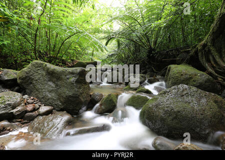 Flusso Waihi nella lussureggiante foresta pluviale tropicale, Oahu, Hawaii Foto Stock