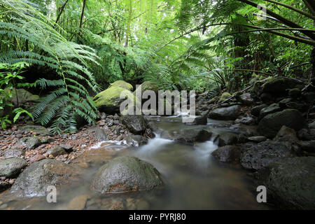 Flusso Waihi nella lussureggiante foresta pluviale tropicale, Oahu, Hawaii Foto Stock