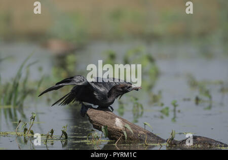 Poco cormorano (Microcarbo niger) prendendo il largo. Foto Stock