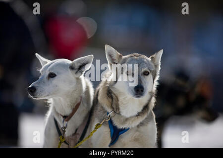 Due cani di lavoro indossando i cavi elettrici. Foto Stock