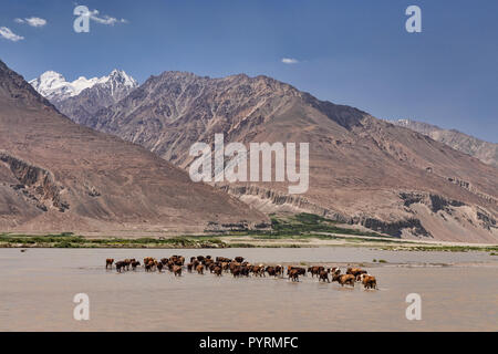 Vacche croce fiume Panj dal Tagikistan in Afghanistan, Wakhan Valley, Tagikistan Foto Stock