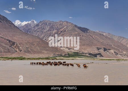 Vacche croce fiume Panj dal Tagikistan in Afghanistan, Wakhan Valley, Tagikistan Foto Stock