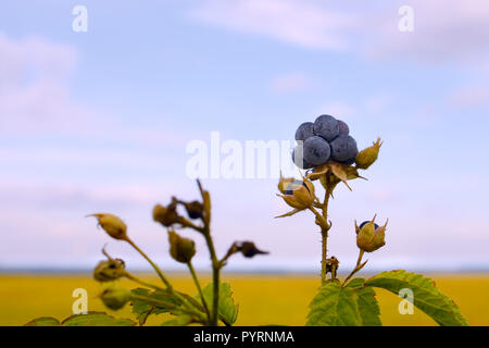 More di rovo bluastro bacche sullo sfondo campo e cielo Foto Stock