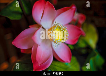 Rosa giglio d'acqua. Foto Stock