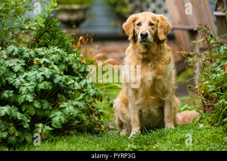 Ritratto di un cane seduto in un giardino circondato da vegetazione lussureggiante. Foto Stock