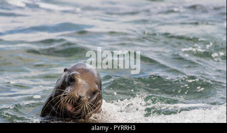 Sea Lion riprodotto nell'Oceano Pacifico Foto Stock