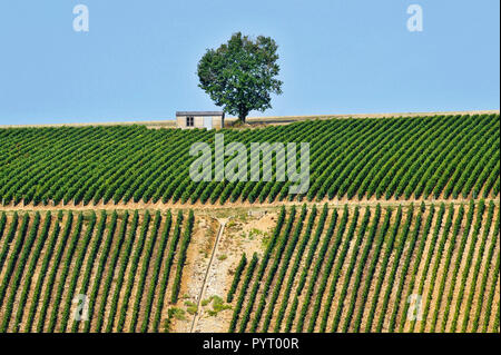 Riceys (nord-Francia centrale). Vigneto, albero isolato e rifugio nel mezzo dei vigneti.Caption locale *** Foto Stock