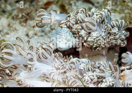 Taylor leatherjacket pigmeo, Taylor filefish di gonfiaggio o Puffer filefish [Brachaluteres taylori] tra soft coral polipi [Xenia sp.]. Puerto Gal Foto Stock
