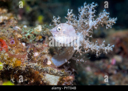 Taylor leatherjacket pigmeo, Taylor filefish di gonfiaggio o Puffer filefish [Brachaluteres taylori] tra soft coral polipi [Xenia sp.]. Puerto Gal Foto Stock