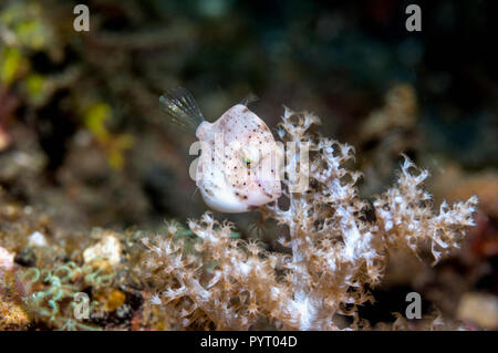 Taylor leatherjacket pigmeo, Taylor filefish di gonfiaggio o Puffer filefish [Brachaluteres taylori] tra soft coral polipi [Xenia sp.]. Puerto Gal Foto Stock