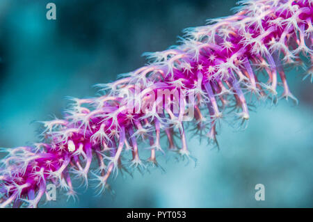 Polipi su gorgonia fan corallo [Paraplexaura cimenia]. Papua occidentale, in Indonesia. Foto Stock
