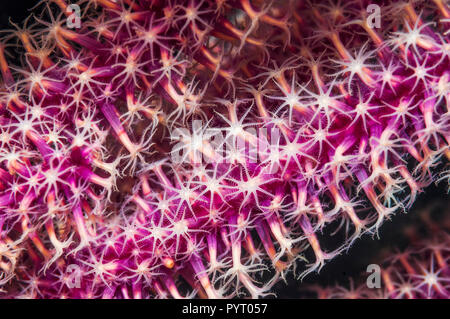 Polipi su gorgonia fan corallo [Paraplexaura cimenia]. Papua occidentale, in Indonesia. Foto Stock