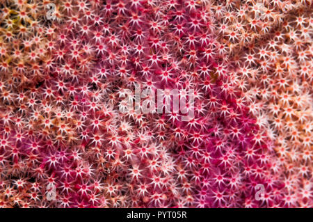 Polipi su gorgonia fan corallo. Papua occidentale, in Indonesia. Foto Stock