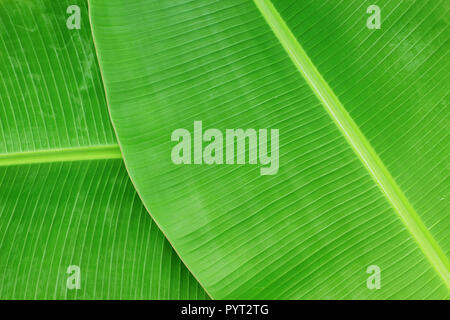 Primo piano della banana leaf texture di sfondo astratto Foto Stock